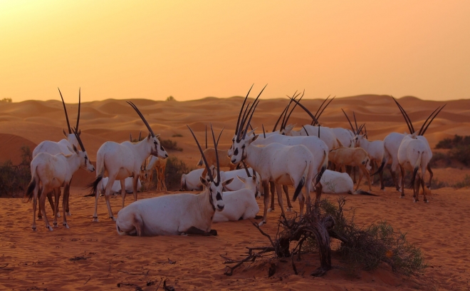 Arabian oryx by Paul M